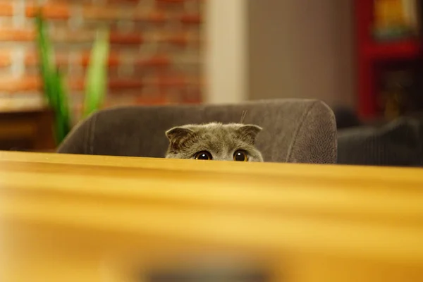 Lindo Escocés Plegable Gato Furtivamente Por Mesa Madera — Foto de Stock