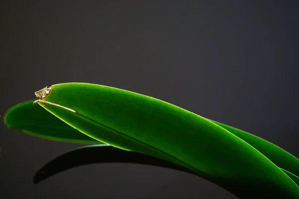 Koyu Gri Arkaplanda Orkide Yaprağı — Stok fotoğraf