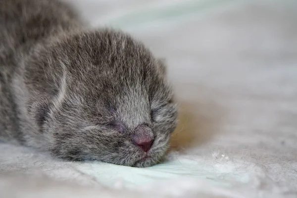 Recién Nacido Gatitos Pliegue Escocés Sobre Fondo Blanco Vista Cerca — Foto de Stock