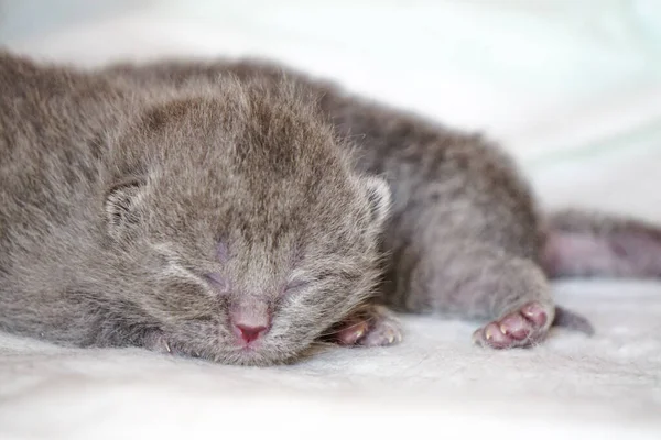 Recién Nacido Gatitos Pliegue Escocés Sobre Fondo Blanco Vista Cerca — Foto de Stock