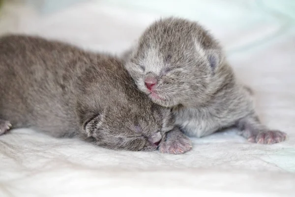 Recién Nacido Gatitos Pliegue Escocés Sobre Fondo Blanco Vista Cerca — Foto de Stock