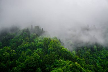 Rize Türkiye 'deki Karadeniz Karadeniz Karadeniz Bölgesi' nin şaşırtıcı orman ve nehir manzarası Camlihemsin Kedi Köyü