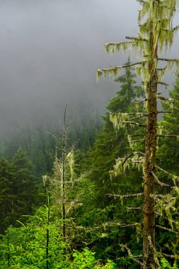 Rize Türkiye 'deki Karadeniz Karadeniz Karadeniz Bölgesi' nin şaşırtıcı orman ve nehir manzarası Camlihemsin Kedi Köyü