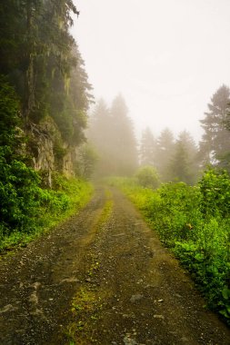 Rize Türkiye 'deki Karadeniz Karadeniz Karadeniz Bölgesi' nin şaşırtıcı orman ve nehir manzarası Camlihemsin Kedi Köyü