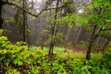 Rize Türkiye 'deki Karadeniz Karadeniz Karadeniz Bölgesi' nin şaşırtıcı orman ve nehir manzarası Camlihemsin Kedi Köyü
