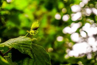 Rize Türkiye 'deki Karadeniz Karadeniz Karadeniz Bölgesi' nin şaşırtıcı orman ve nehir manzarası Camlihemsin Kedi Köyü