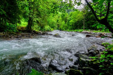 Rize Türkiye 'deki Karadeniz Karadeniz Karadeniz Bölgesi' nin şaşırtıcı orman ve nehir manzarası Camlihemsin Kedi Köyü