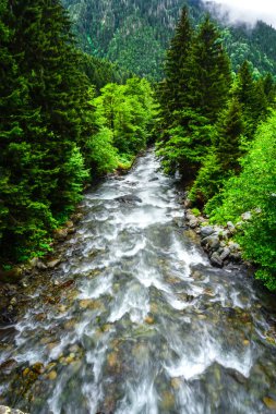 Rize Türkiye 'deki Karadeniz Karadeniz Karadeniz Bölgesi' nin şaşırtıcı orman ve nehir manzarası Camlihemsin Kedi Köyü