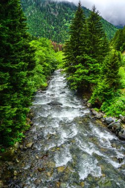 Rize Türkiye 'deki Karadeniz Karadeniz Karadeniz Bölgesi' nin şaşırtıcı orman ve nehir manzarası Camlihemsin Kedi Köyü
