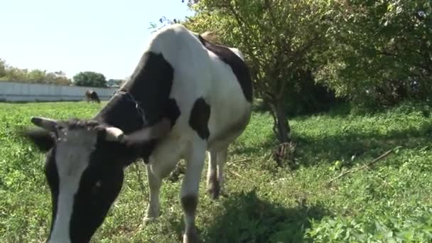 vache noire et blanche mangeant de l'herbe .