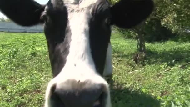 Vue rapprochée des vaches laitières tête et langue mangeant de l'herbe .