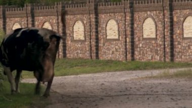 İnek mera eve gitmek ve bunların arkasındaki zinciri çek