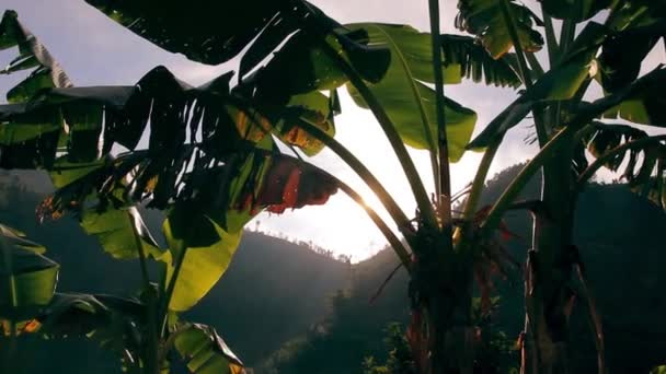 Rayos de sol brillando a través de las hojas de una palma — Vídeo de stock