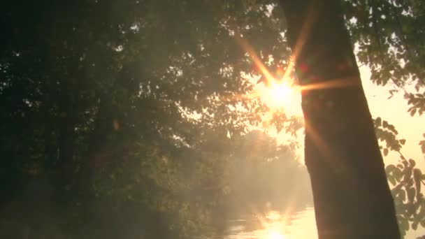 De zonnen stralen kruisen de boom en schijnen door het loof tegen de achtergrond van de rivier. — Stockvideo