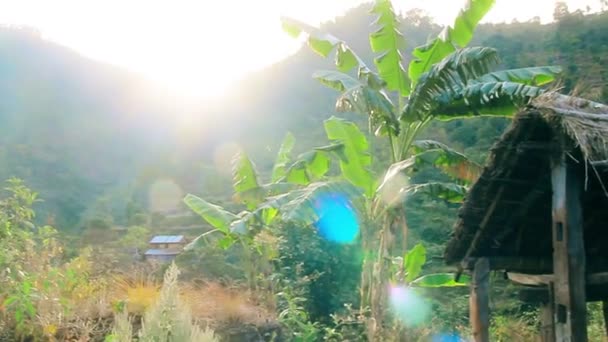 Rayos de sol brillando a través de las hojas de una palma — Vídeos de Stock