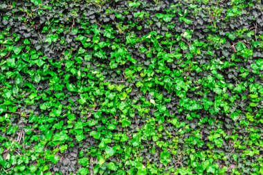 Yeşil Yapraklar duvar arkaplanı