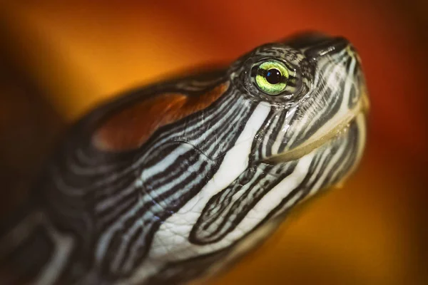 Gros plan sur la tortue à oreilles rouges — Photo