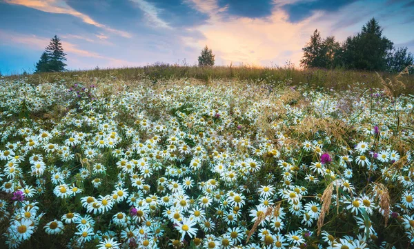 Muitas Flores Camomila Prado Umas Montanhas Carpathian Pôr Sol Com — Fotografia de Stock