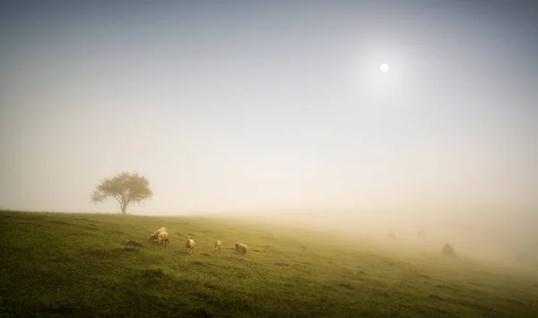 大雾中的羊牧场放牧的羊群 — 图库照片
