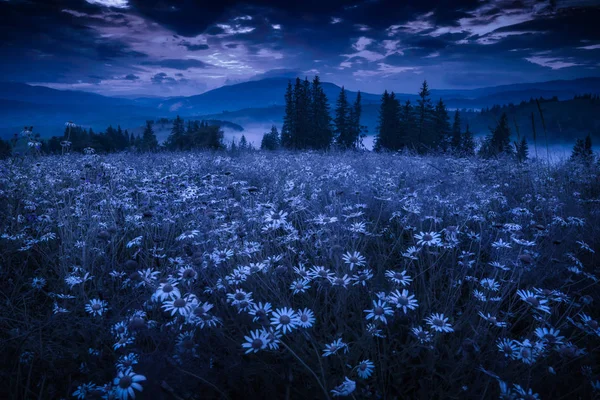 Veel Kamille Bloemen Een Weide Een Karpaten Onder Nachtelijke Hemel — Stockfoto