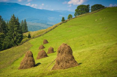 Haystacks bir tepe üzerinde dağ Vadisi. Karpatlar, Ukrayna.
