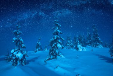 Çam ağaçları bir ay ışığında kar ile kaplı. Mavi yıldızlı gökyüzü Samanyolu'nda. Noel kış gecesi.