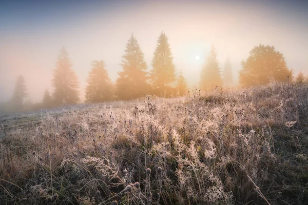 Tôt Matin Gelé Avec Givre Sur Herbe Vallée Des Carpates — Photo