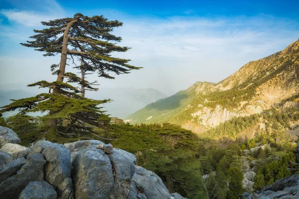 View Wild Mountain Valley Covered Cedar Forest Majestic Landscape Turkey — Stock Photo, Image