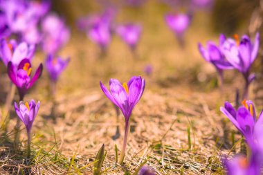 Sarı bir ot birçok bitkisi çiçeği. Bir dağlarda erken bahar.