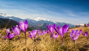 Spring valley bir çayır üzerinde birçok çiçek mor çiğdemler. Görkemli manzara.