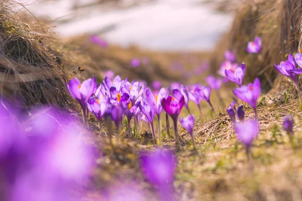 Molti Fiori Croco Viola Erba Gialla All Inizio Della Primavera — Foto Stock