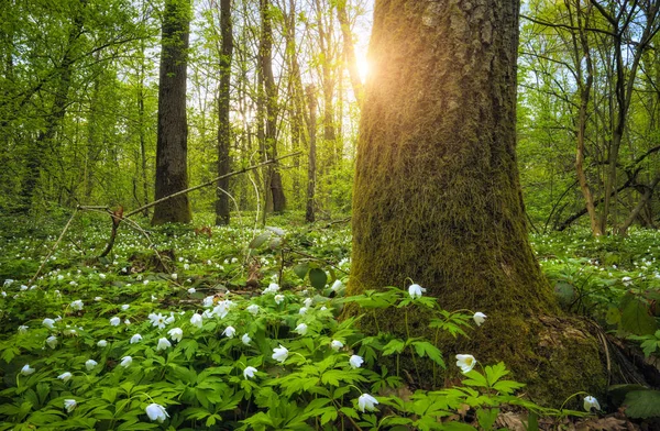 Ανεμώνα Άνθη Ένα Δάσος Άνοιξη Στο Ηλιοβασίλεμα — Φωτογραφία Αρχείου