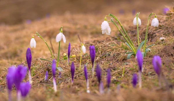 Bucaneve e fiori di cocco — Foto Stock