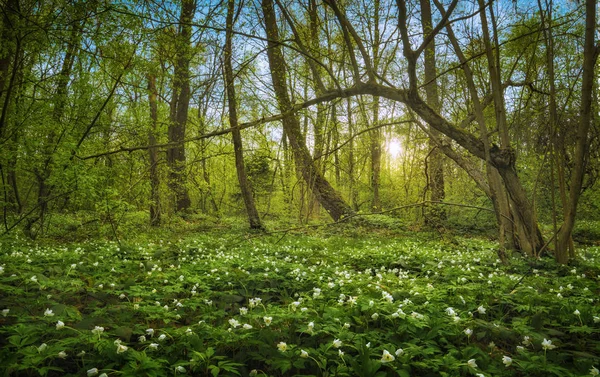 Μεγαλοπρεπή άνοιξη δάσος που καλύπτονται με χαλί με άνθη — Φωτογραφία Αρχείου