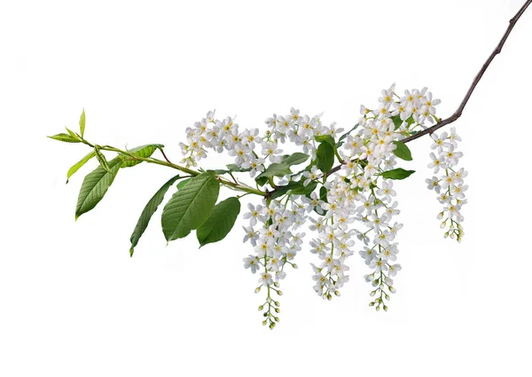 Branch of bird cherry — Stock Photo, Image