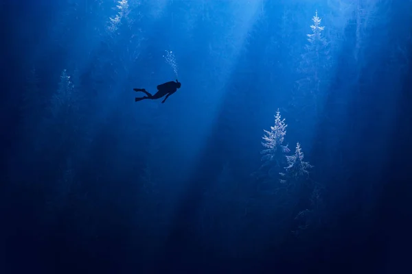 Mergulhador em uma floresta nebulosa azul profunda — Fotografia de Stock