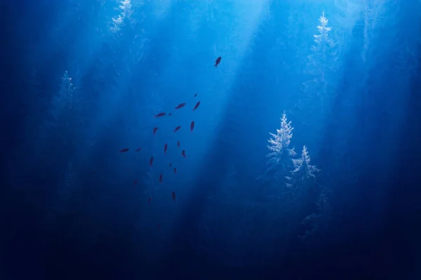 Rebanho de peixes na floresta nebulosa — Fotografia de Stock