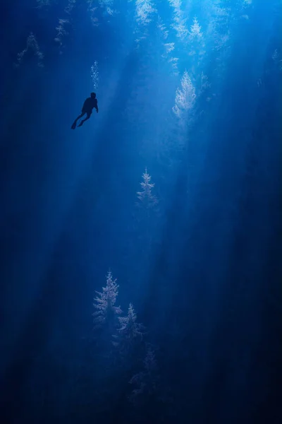 Forêt sous-marine — Photo