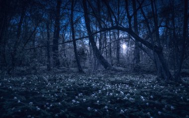 Majestic spring forest in a moon light clipart