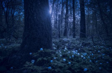 Anemona gece bir bahar ormanda
