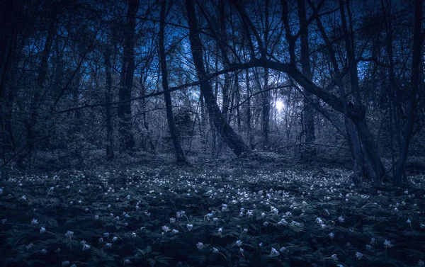 Majestätiska vårskog i månens ljus — Stockfoto