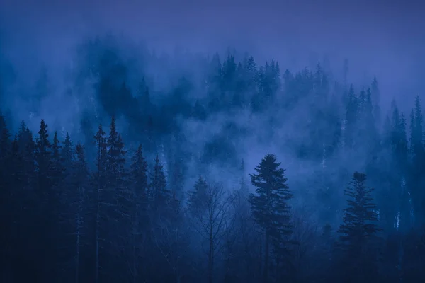 Floresta carpathian misty na noite — Fotografia de Stock