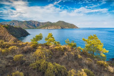 Türk Deniz Sahil vahşi doğa