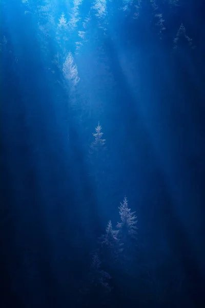 深水区的雾蒙蒙的森林 — 图库照片