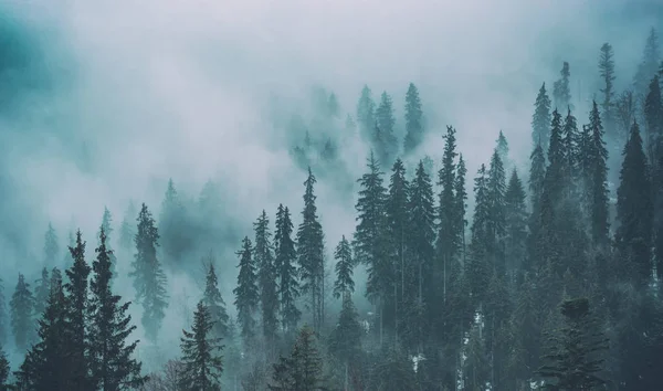 Nebliger Karpatenfichtenwald im zeitigen Frühling — Stockfoto