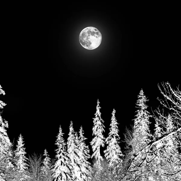 Lua cheia sobre a floresta — Fotografia de Stock