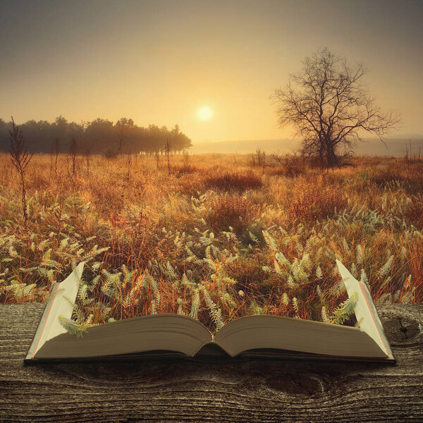 Misty sunrise with a lonely tree in the prairie valley on the pages of an open magical book. Majestic landscape. Nature concept.