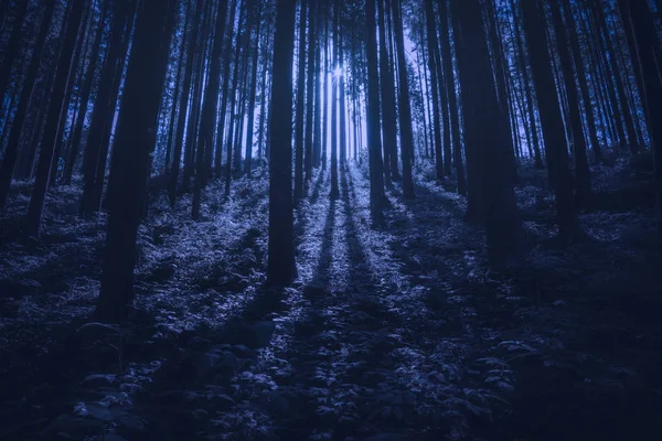 Majestic carpathian spruce forest at night — Stock Photo, Image