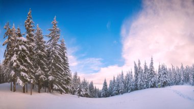 Büyük köknar ağaçları taze kar ile kaplı