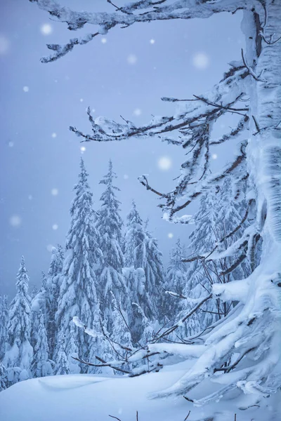 Chute de neige dans une forêt de contes de fées — Photo